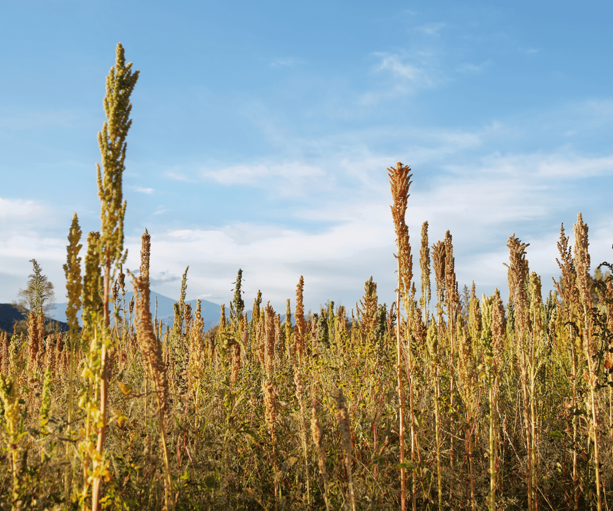 imagem de plantação de quinoa demonstrando o impacto da quinoa na agricultura sustentável